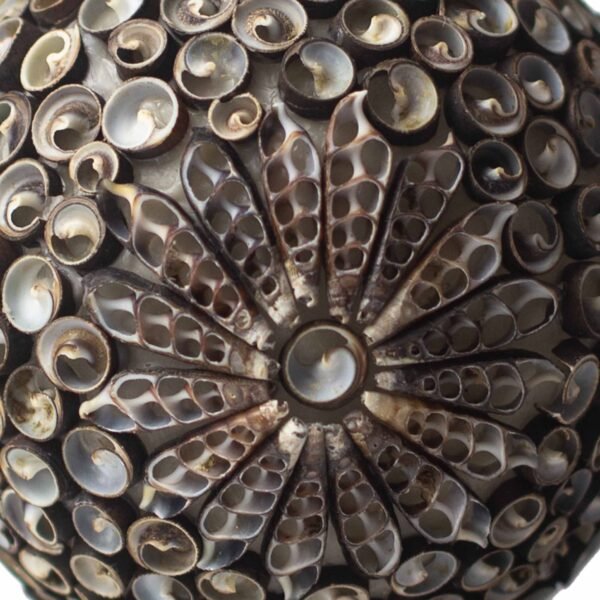 bG9jYWw6Ly9tZWRpYS8xUC82RS82MFIzMEMxRzZXUzM2RTFQLzFiOTRmOTE0LmpwZWc.jpg Lámpara Boho «Chocolate Twist Oval» – Conchas de mar reales, 15 cm