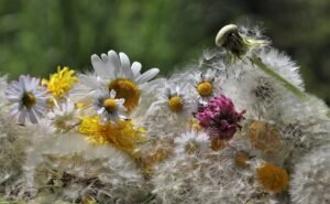 nuns, wild flowers, chamomiles, down, meadow, cereal, the smell of, he pointed to the flower, nason, plant, highlighted, dandelions, daisies, fragility, floral greeting card, invitation, white, diary, nature, soft, sunny day, spring, weed, common dandelion, dandelion together, taraxacum sect ruderalia
